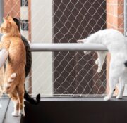 Mysterious cat disease in Poland turned out to be avian influenza? — What we know so far [Text updated]