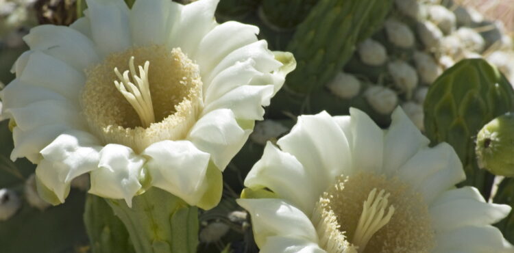 Kwiat Mahameru kwitnie raz na 400 lat?