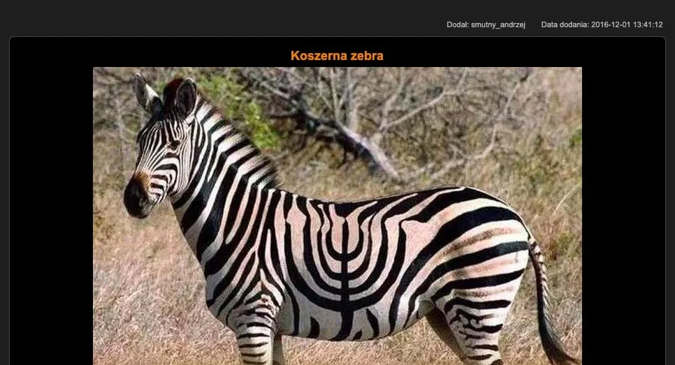 CDA - Koszerna zebra