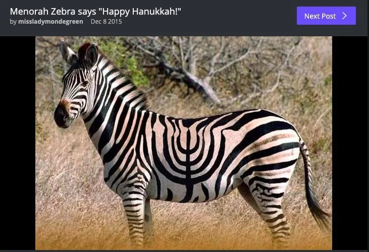 Zebra Menora
