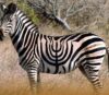 Czy to jest zebra z paskami w kształcie menory?