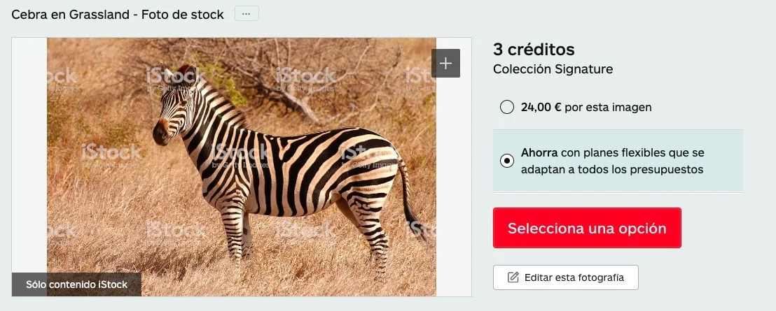 Zebra iStock