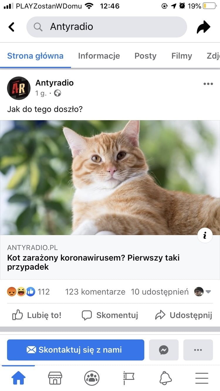 kot zarażony koronawirusem