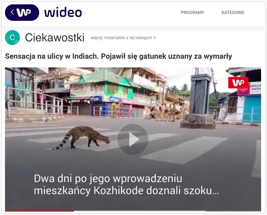 gatunek uznany za wymarły - wiwiera malbarska