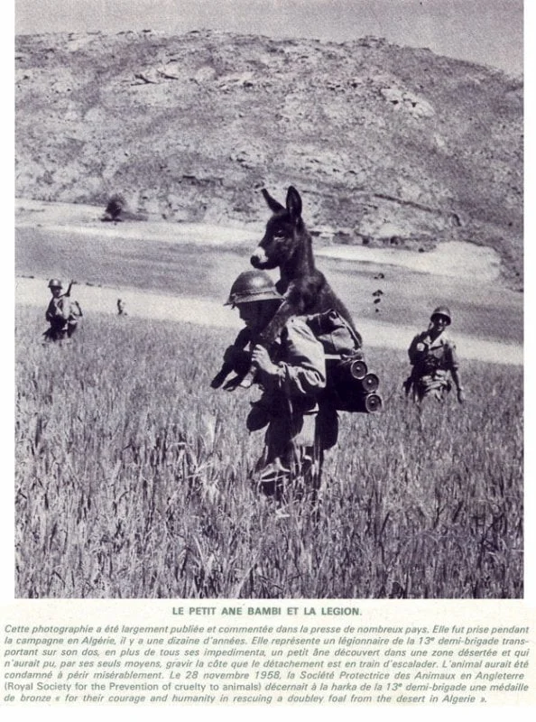 żołnierz niosący osła 
