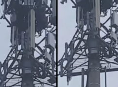 Ptaki atakujące wieżę 5G to fake news