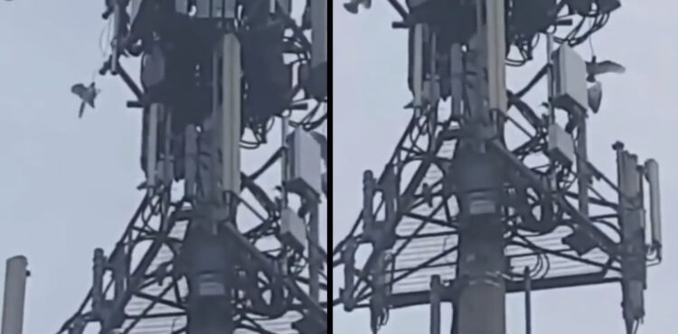 Ptaki atakujące wieżę 5G to fake news