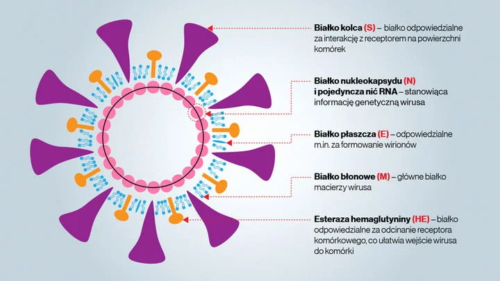 białko kolca