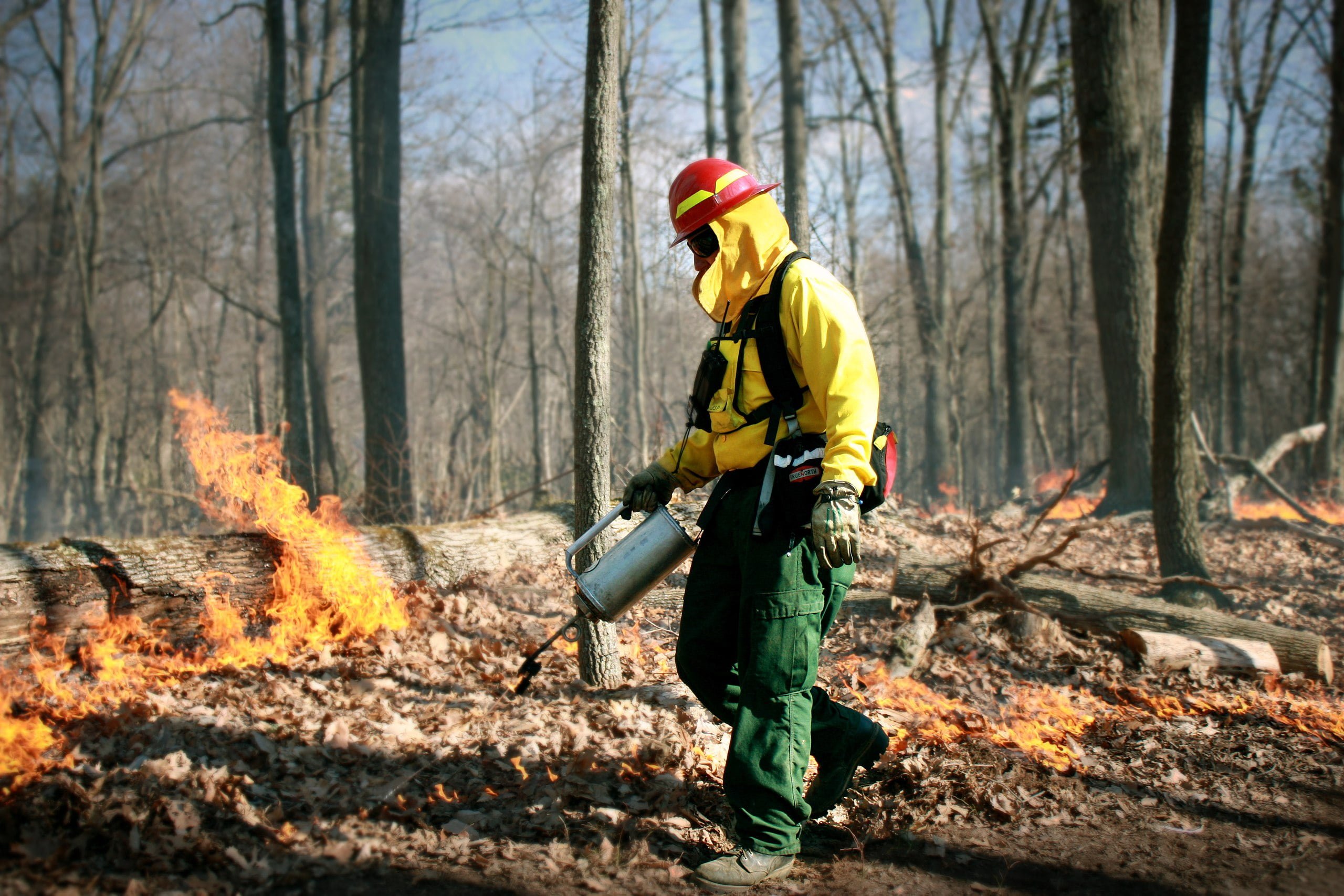 Wyciekły filmy z umyślnych podpaleń lasów? To fake news