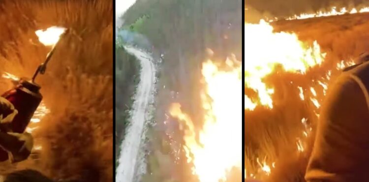 Wyciekły filmy z umyślnych podpaleń lasów? To fake news