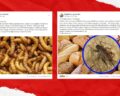 Chityna jest substancją bezpieczną dla człowieka