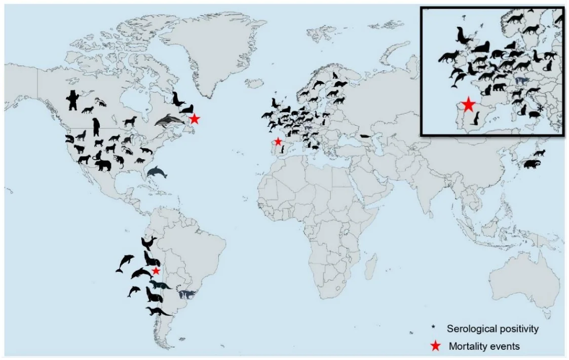 avian influenza mammals