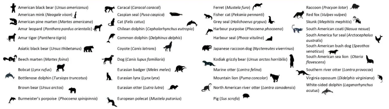 avian influenza mammals2