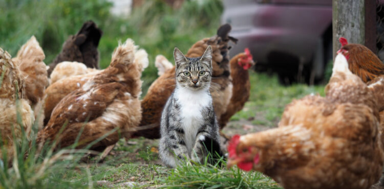 Ptasia grypa u kotów – co wiemy? [1-15 lipca 2023 r.]