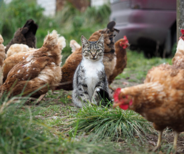 Ptasia grypa u kotów – co wiemy? [1-15 lipca 2023 r.]