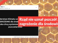 Rząd nie uznał pszczół za zagrożenie dla środowiska
