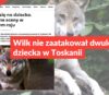 Wilk nie zaatakował dwuletniego dziecka w Toskanii