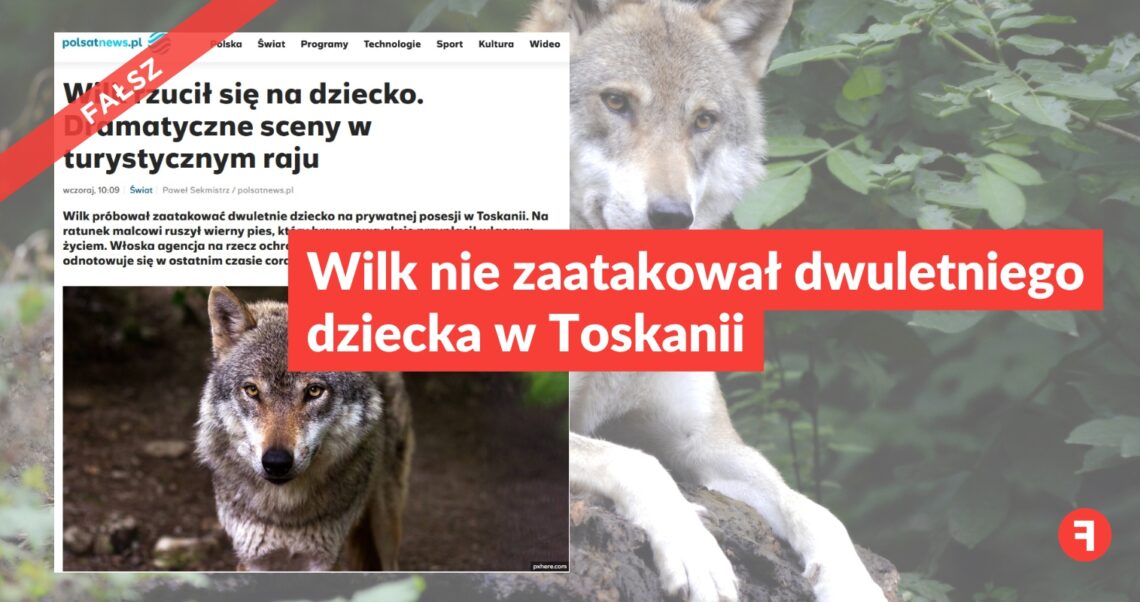Wilk nie zaatakował dwuletniego dziecka w Toskanii