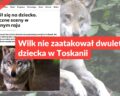 Wilk nie zaatakował dwuletniego dziecka w Toskanii