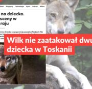 Wilk nie zaatakował dwuletniego dziecka w Toskanii