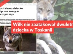 Wilk nie zaatakował dwuletniego dziecka w Toskanii