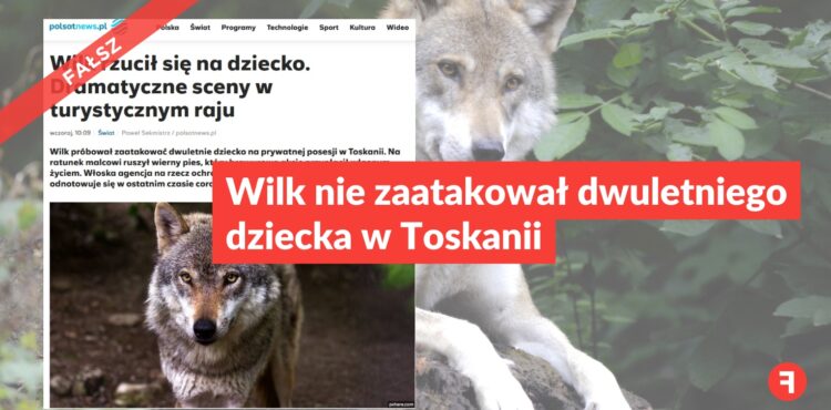Wilk nie zaatakował dwuletniego dziecka w Toskanii
