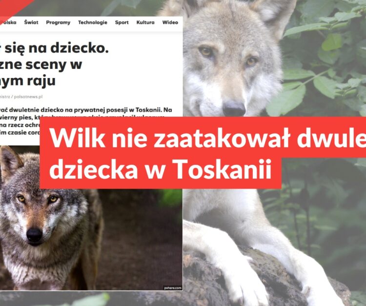Wilk nie zaatakował dwuletniego dziecka w Toskanii