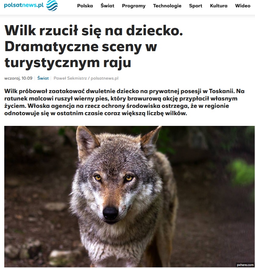 Wilk zaatakował dziecko
